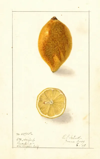 Citrus Limon 3
