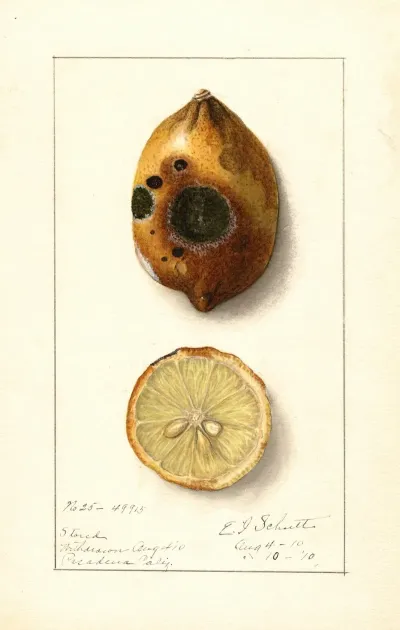 Citrus Limon 6