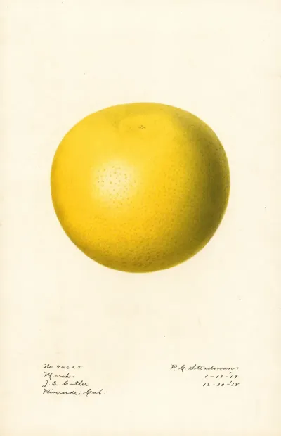 Citrus Paradisi Marsh