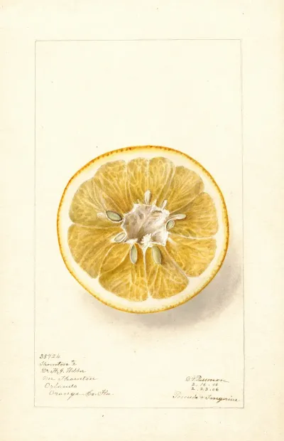 Citrus Paradisi Thornton No