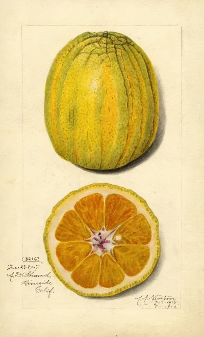 Citrus Sinensis 8
