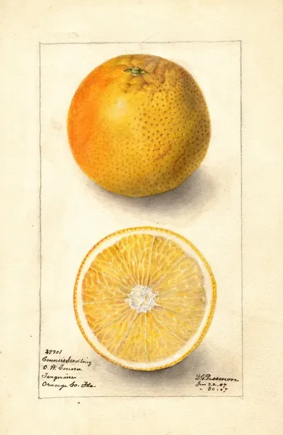 Citrus Sinensis Conners Seedling