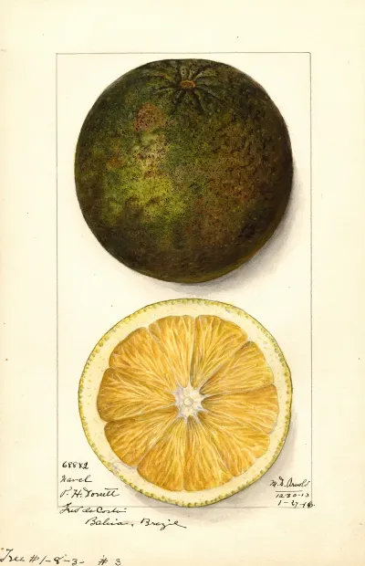 Citrus Sinensis Navel 2