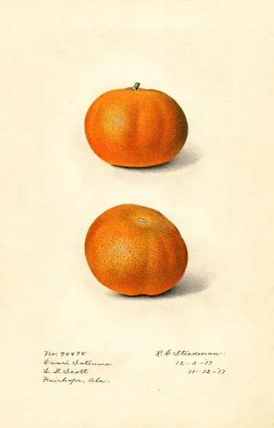 Citrus Sinensis Owari Satsuma