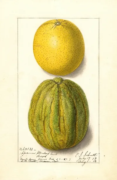 Citrus Sinensis Valencia 13