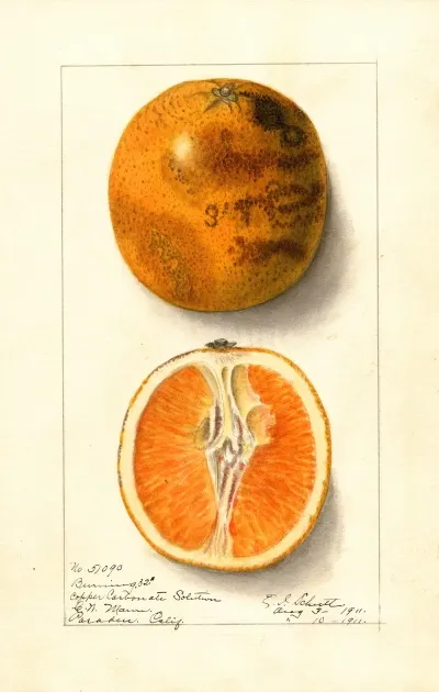 Citrus Sinensis Valencia 6