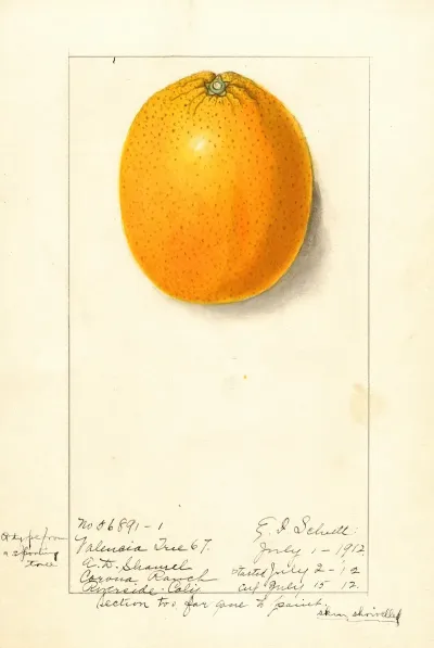 Citrus Sinensis Valencia 9