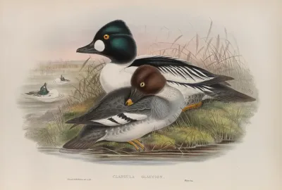 Clangula Glaucion Golden Eye