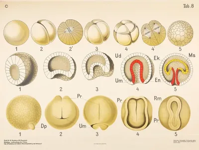 Cleavage And Overall External Appearance Of The Embryo