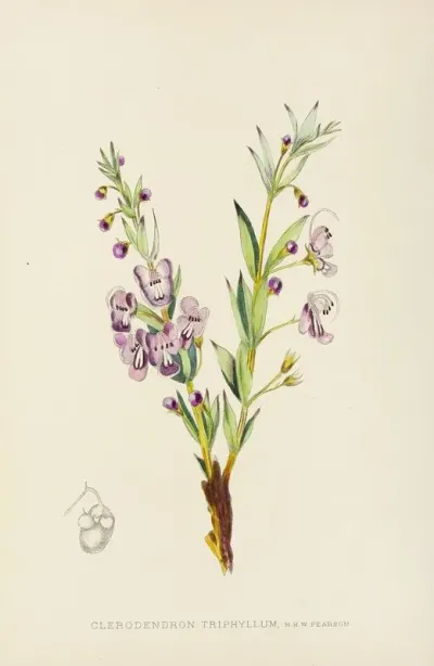 Clerodendron Triphyllum