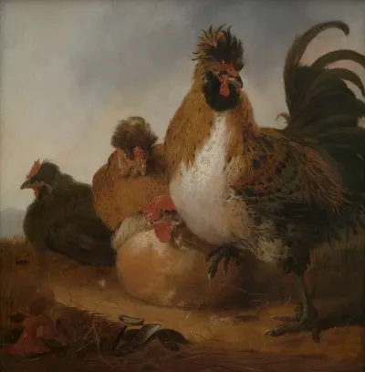Cock And Hens