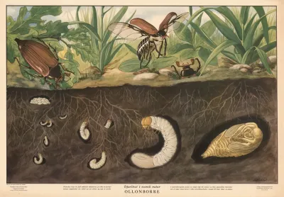 Cockchafer