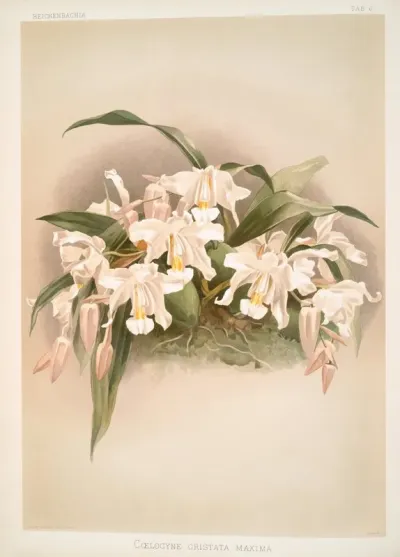 Coelogyne Cristata Maxima