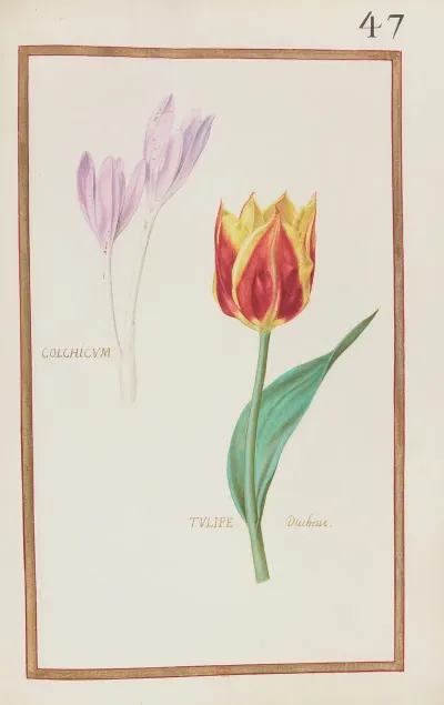 Colchicum Tulipe Duchesse