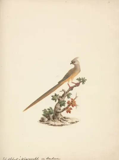 Colius Striatus Speckled Mousebird