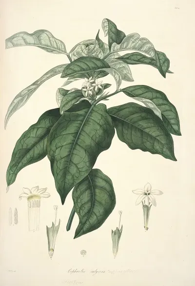Collectanea Botanica Pl 21