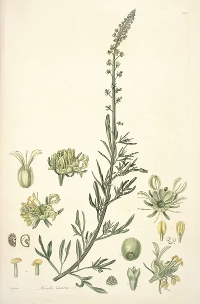 Collectanea Botanica Pl 22