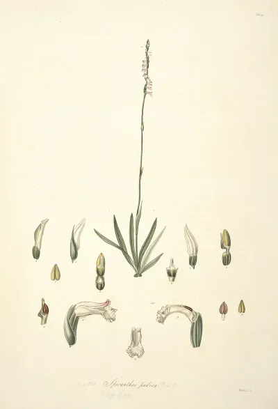Collectanea Botanica Pl 30