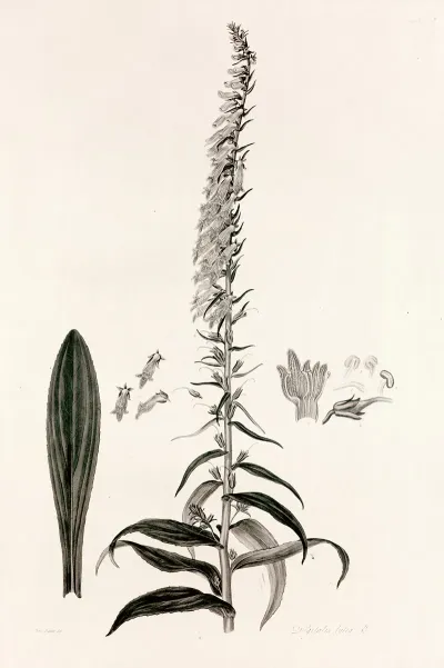 Collectanea Botanica Pl 35