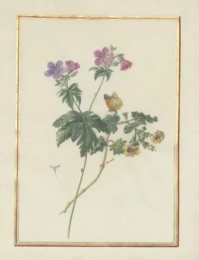 Collection Of Flower Drawings Pl 09