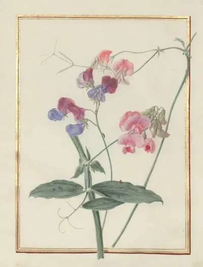 Collection Of Flower Drawings Pl 15