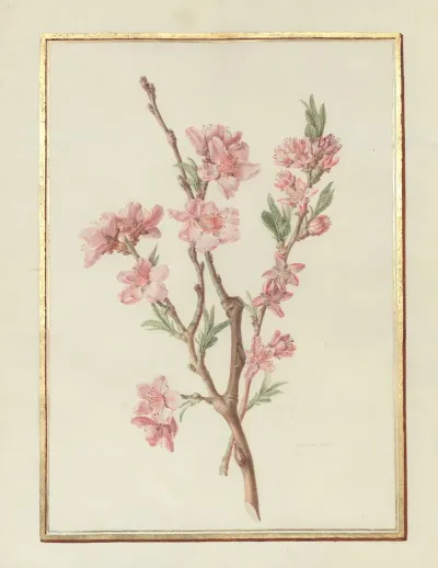 Collection Of Flower Drawings Pl 17