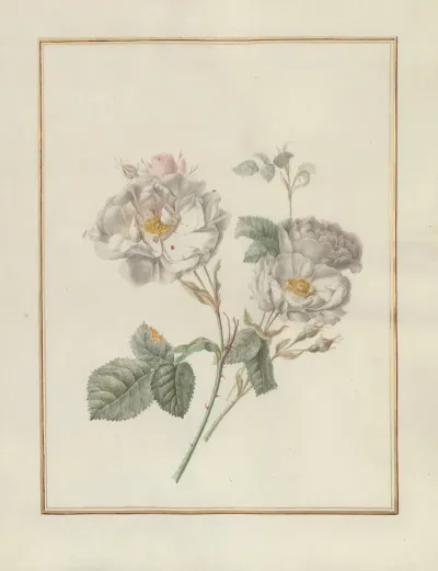 Collection Of Flower Drawings Pl 20