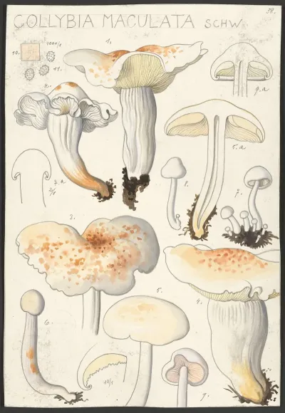 Collybia Maculata Schw 2