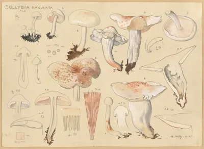 Collybia Maculata Schw