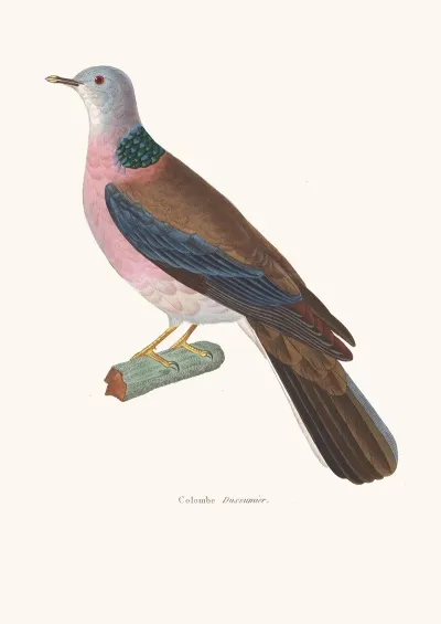 Colombe Dusumier