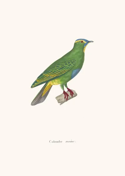 Colombe Moine
