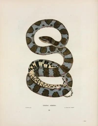 Coluber Eximius