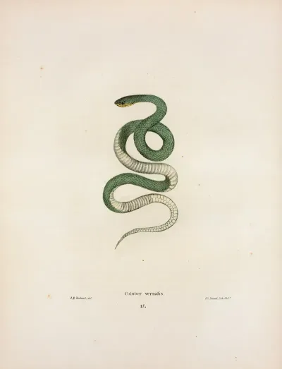 Coluber Vernalis