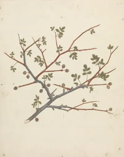 Commiphora Gileadensis L C Chr Balm Of Gilead Opobalsam 2