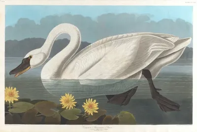 Common American Swan