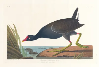 Common Gallinule Male Adult