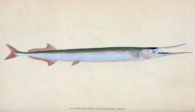 Common Gar Fish Esox Belone