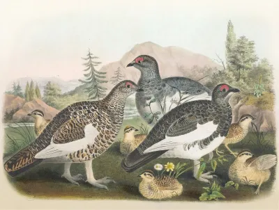 Common Ptarmigan