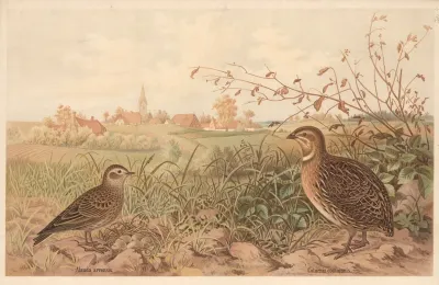 Common Quail Coturnix Communis 2