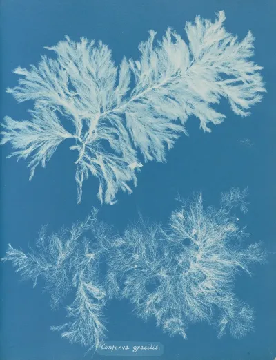 Conferva Gracilis