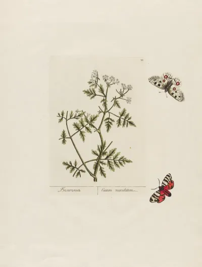 Conium Maculatum
