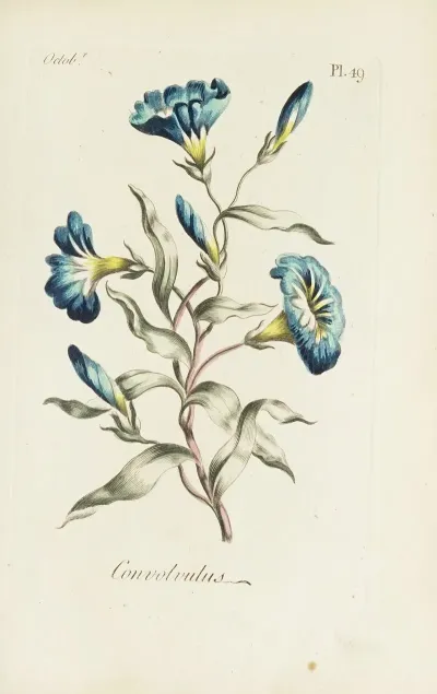 Convolvulus