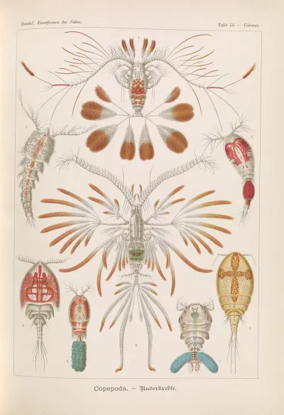 Copepoda Ruderkrebse