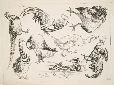 Coqs Et Canards