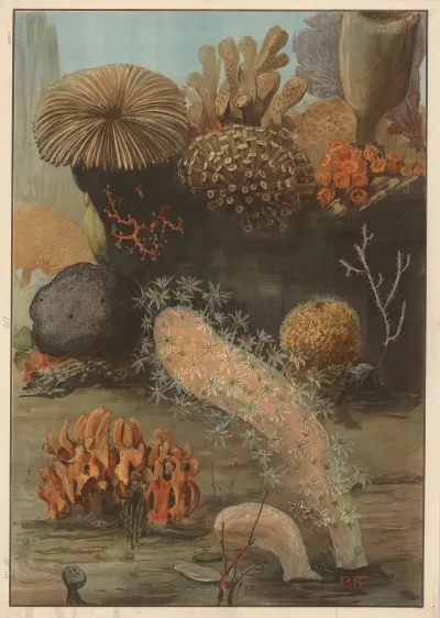 Corals And Fungi
