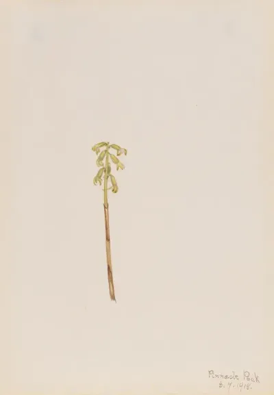 Corathorhiza Corallorhiza