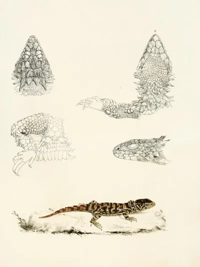 Cordylus Giganteus Young