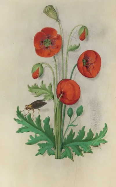 Corn Poppy Papaver Rhoeas With A Brown Fly