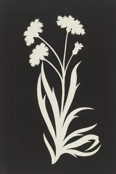 Cornflower 2