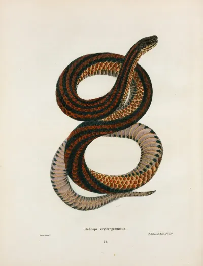 Coronella Doliata